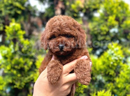 Orjinal toy poodle yavrular