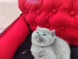 Blue Di̇şi̇ Bebek