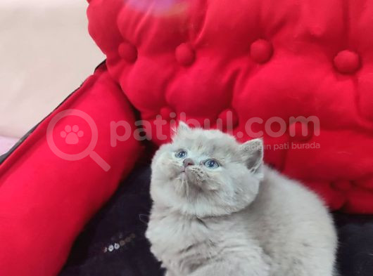 Blue Di̇şi̇ Bebek görsel