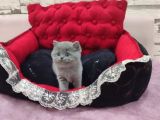 BLUE DİŞİ BEBEK