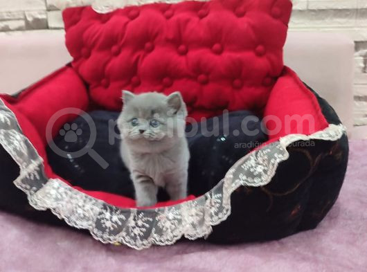 Blue Di̇şi̇ Bebek