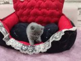 Blue Di̇şi̇ Bebek