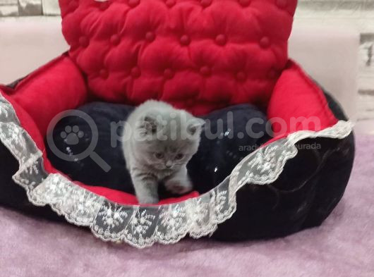 Blue Di̇şi̇ Bebek görsel