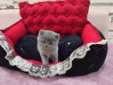 Blue Di̇şi̇ Bebek