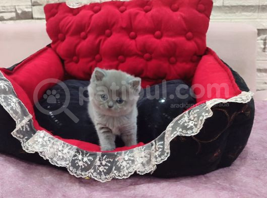 Blue Di̇şi̇ Bebek görsel