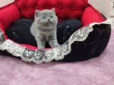 Blue Di̇şi̇ Bebek