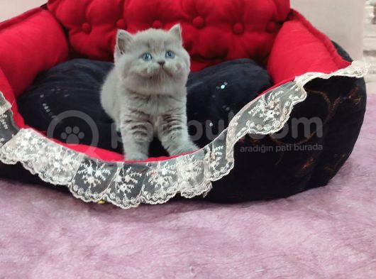 Blue Di̇şi̇ Bebek görsel