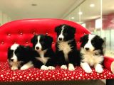 Border Collie Yavrularımız