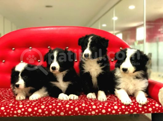 Border Collie Yavrularımız