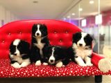Border Collie Yavrularımız