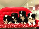 Border Collie Yavrularımız