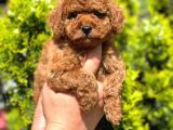 Orjinal Toy Poodle Yavrular