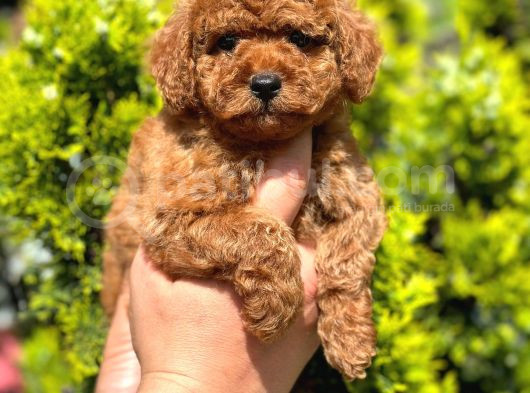 Orjinal Toy Poodle Yavrular görsel