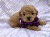 Mini Boy Puppy Kıpkırmızı Ev Üretimi Yavrularımız Tooy Poodl