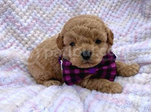 Mini Boy Puppy Kıpkırmızı Ev Üretimi Yavrularımız Tooy Poodl