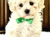 Mini boy puppy kar beyaz sevimli MALTESSE TERRİER CİNSİ 