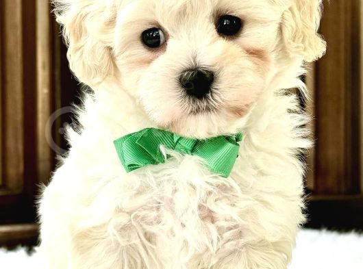 Mini Boy Puppy Kar Beyaz Sevimli Maltesse Terri̇er Ci̇nsi̇ 