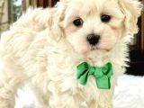 Mini boy puppy kar beyaz sevimli MALTESSE TERRİER CİNSİ 
