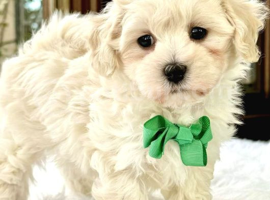 Mini Boy Puppy Kar Beyaz Sevimli Maltesse Terri̇er Ci̇nsi̇ 