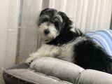 Mini boy puppy MORKİE CİNSİ YAVRULAR 