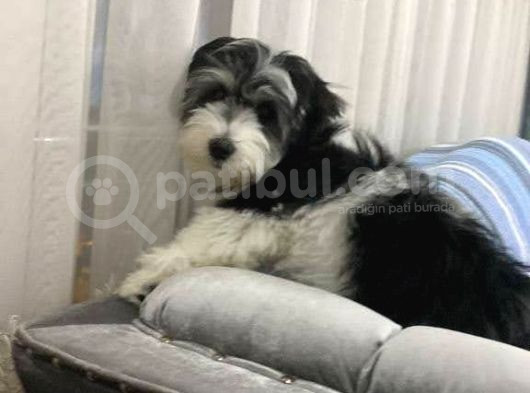 Mini Boy Puppy Morki̇e Ci̇nsi̇ Yavrular 