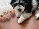 Mini Boy Puppy Morki̇e Ci̇nsi̇ Yavrular 