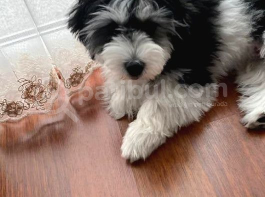 Mini Boy Puppy Morki̇e Ci̇nsi̇ Yavrular  görsel