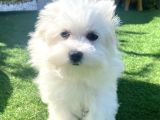 0 Numr Maltese Terrier Kızımız