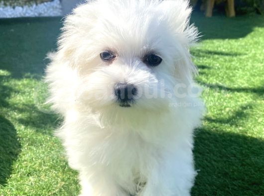 0 Numr Maltese Terrier Kızımız görsel
