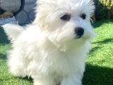 0 Numr Maltese Terrier Kızımız