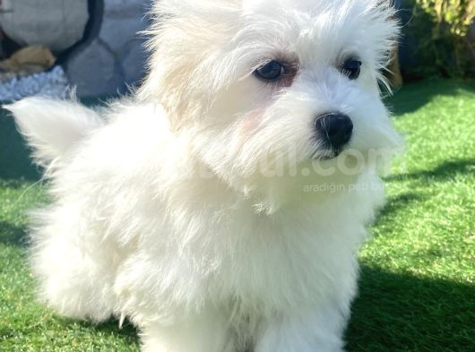 0 Numr Maltese Terrier Kızımız görsel