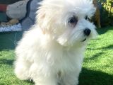 0 Numr Maltese Terrier Kızımız