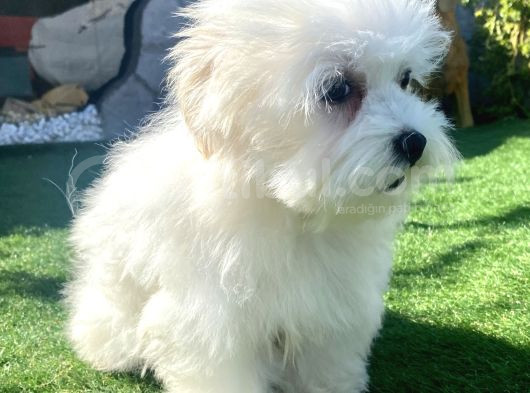 0 Numr Maltese Terrier Kızımız görsel