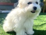 0 Numr Maltese Terrier Kızımız