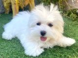 0 Numr Maltese Terrier Kızımız