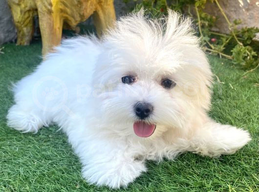 0 Numr Maltese Terrier Kızımız görsel