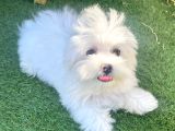 0 Numr Maltese Terrier Kızımız