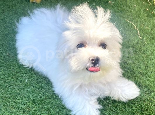 0 Numr Maltese Terrier Kızımız görsel