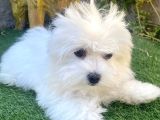 0 Numr Maltese Terrier Kızımız