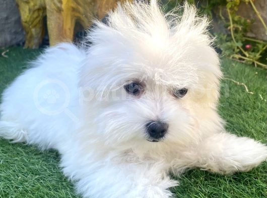 0 Numr Maltese Terrier Kızımız görsel