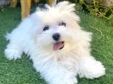0 Numr Maltese Terrier Kızımız