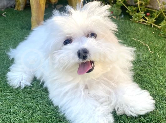 0 Numr Maltese Terrier Kızımız görsel