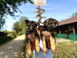 Secere Belgeli Alman Çoban Köpeği Yavruları