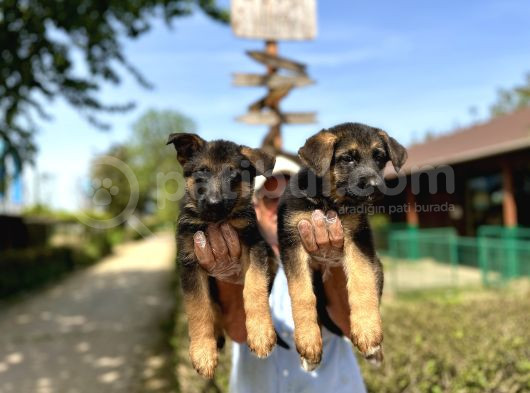 Secere Belgeli Alman Çoban Köpeği Yavruları görsel