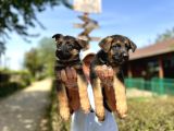 Secere Belgeli Alman Çoban Köpeği Yavruları