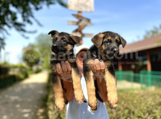 Secere Belgeli Alman Çoban Köpeği Yavruları