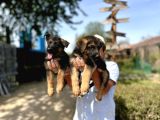 Secere Belgeli Alman Çoban Köpeği Yavruları