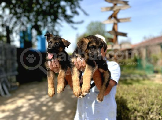 Secere Belgeli Alman Çoban Köpeği Yavruları görsel