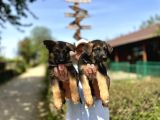 Secere Belgeli Alman Çoban Köpeği Yavruları