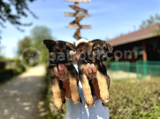 Secere Belgeli Alman Çoban Köpeği Yavruları görsel